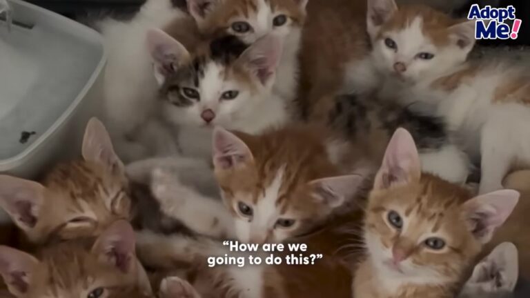 Texas Couple Expected Four Kittens, But Three Amazon Boxes Revealed A Massive Surprise