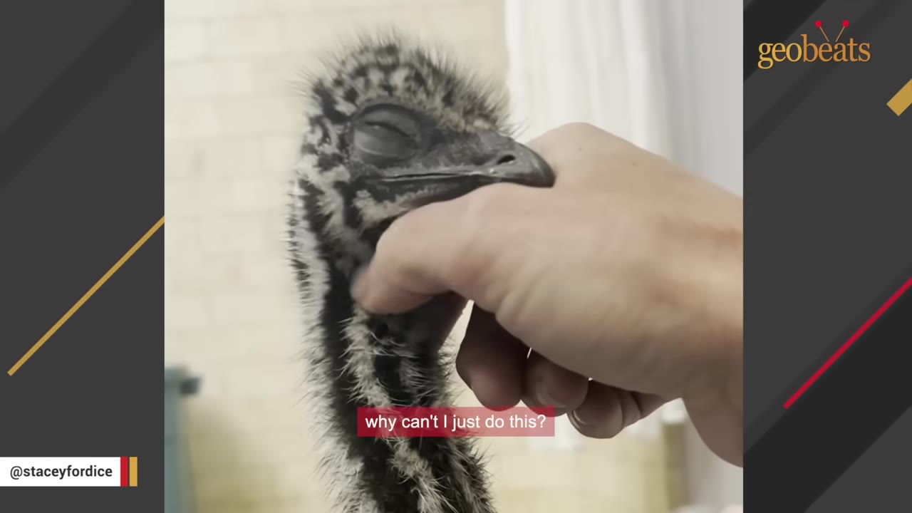 A close-up of a person's hand gently cradling the head of a young emu chick with its eyes closed.