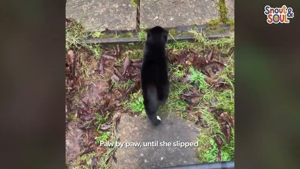 Video frame for Drawn to a Shy Spirit