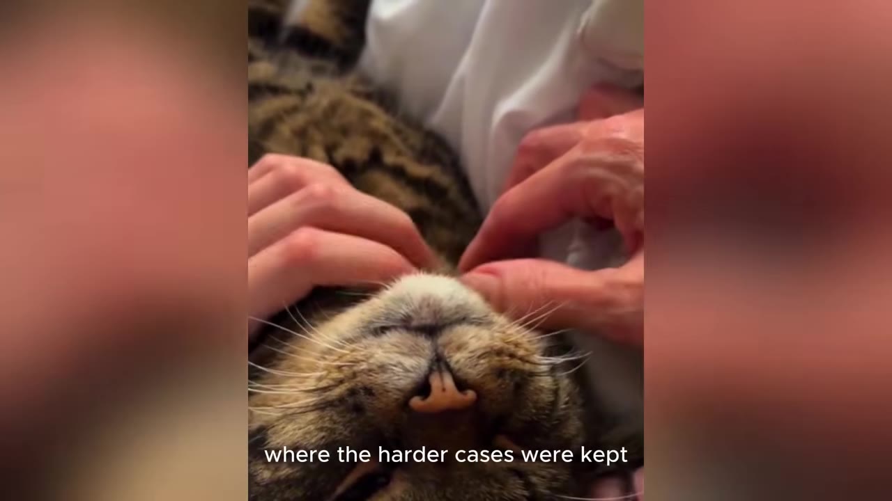A close-up shot of a tabby cat lying on its back, receiving gentle chin scratches from two hands.