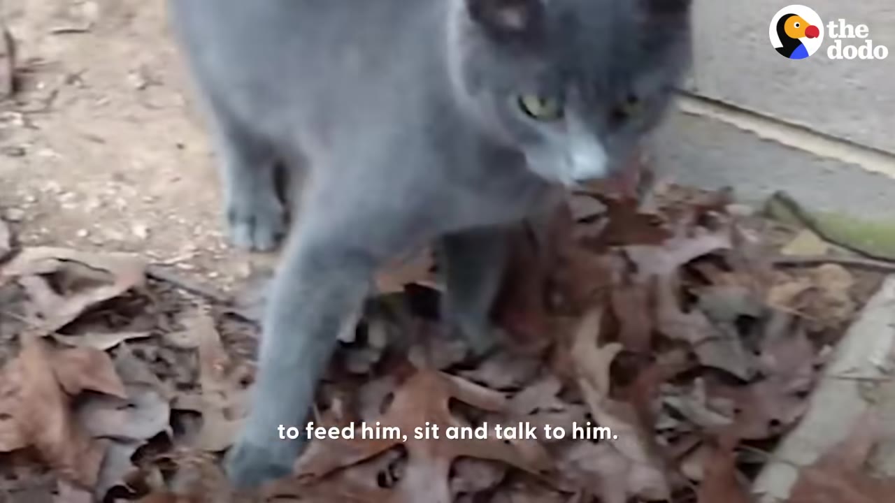 A gray cat with a white patch on its nose walks over dry autumn leaves near a building foundation.