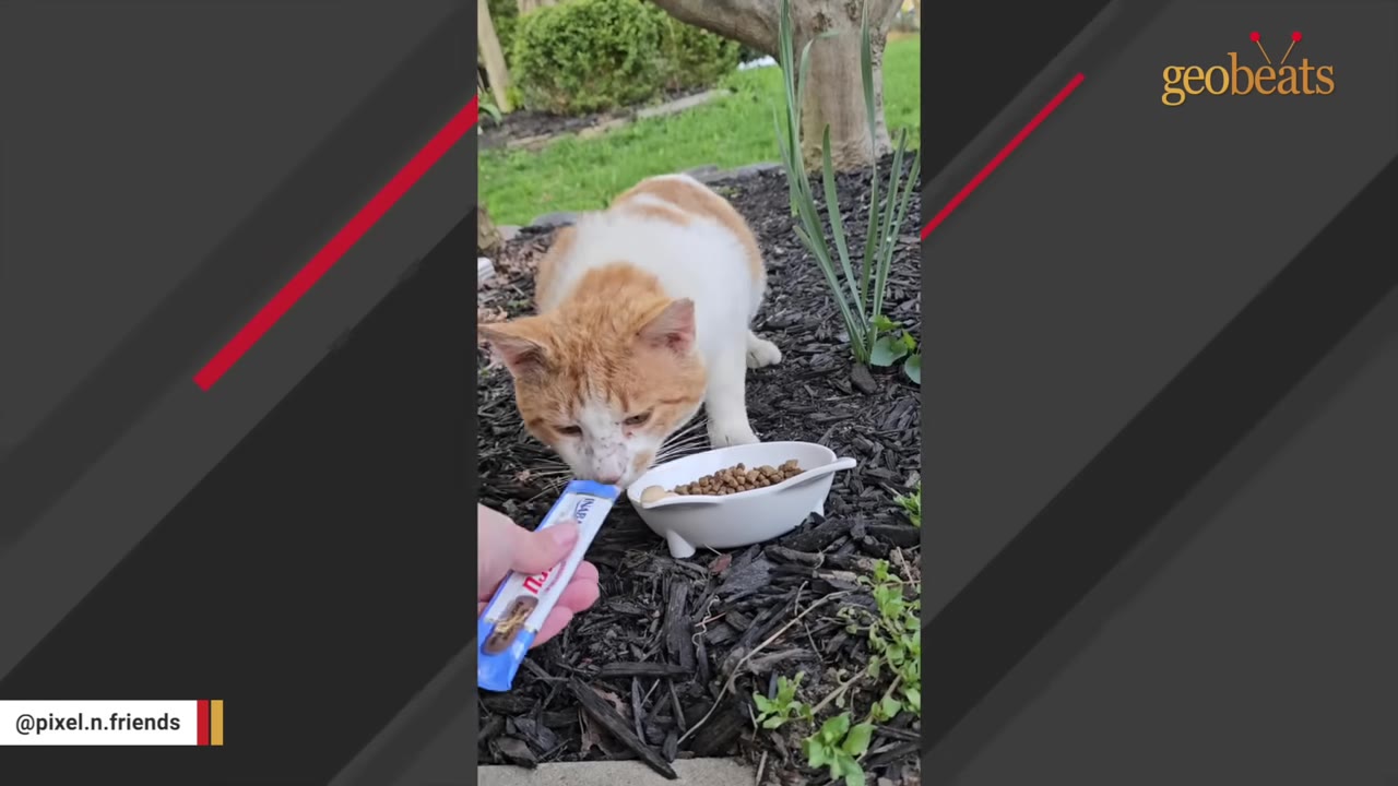An orange and white cat leans in to sniff a treat held in a person's hand next to a bowl of dry food.