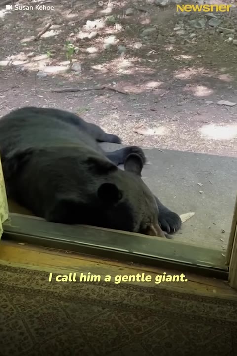 A large black bear lies resting on a concrete porch just outside an open doorway, with the caption 'I call him a gentle giant' visible at the bottom.