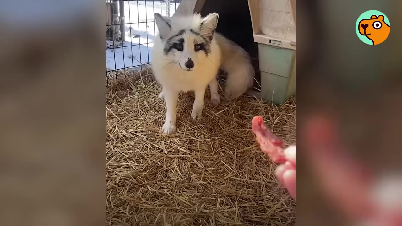 A white and grey fox stands on straw bedding inside an enclosure, looking hesitantly at a piece of meat being offered by a hand in the foreground.