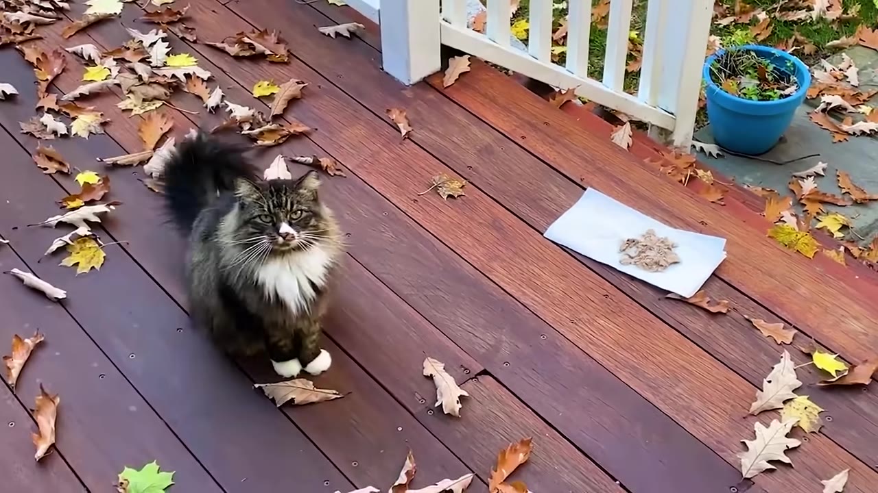 A fluffy long-haired cat with a white chest and paws sits on a wooden deck covered in autumn leaves, next to a piece of paper holding food.