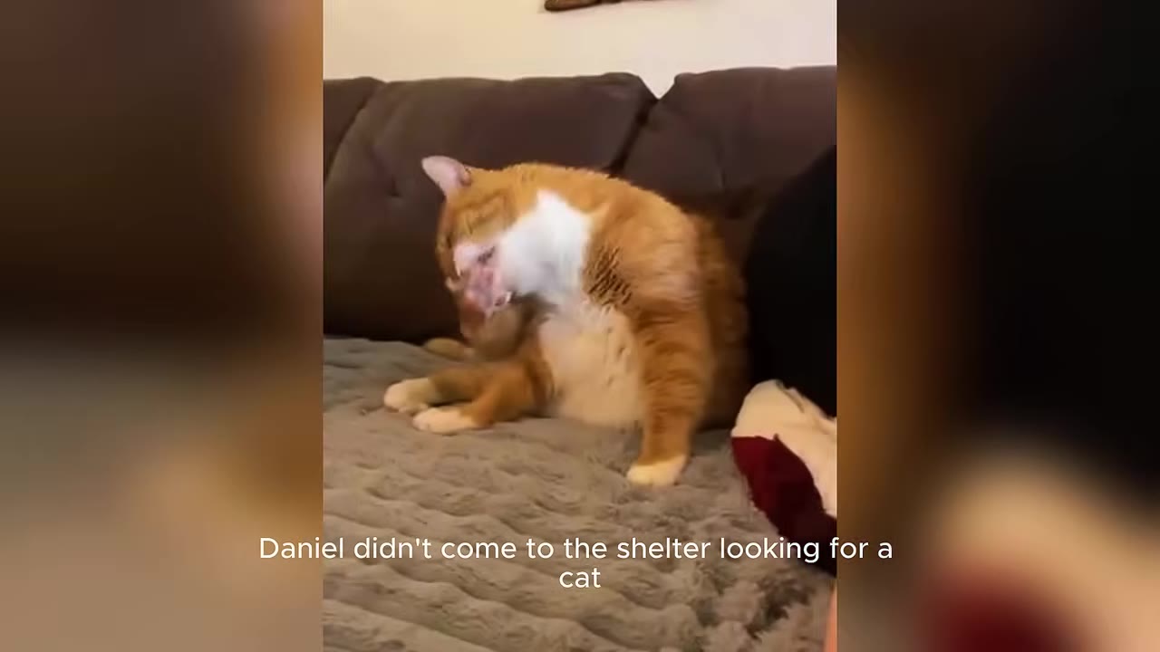 An orange and white cat sitting on a grey couch, grooming itself, with text overlay that reads 'Daniel didn't come to the shelter looking for a cat'.