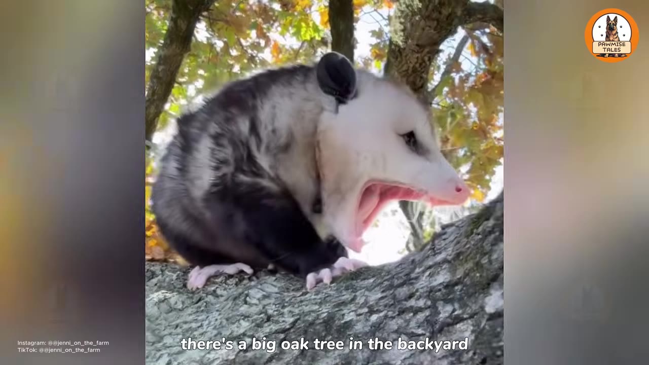 An opossum perched on a thick tree branch yawning widely with its mouth open.