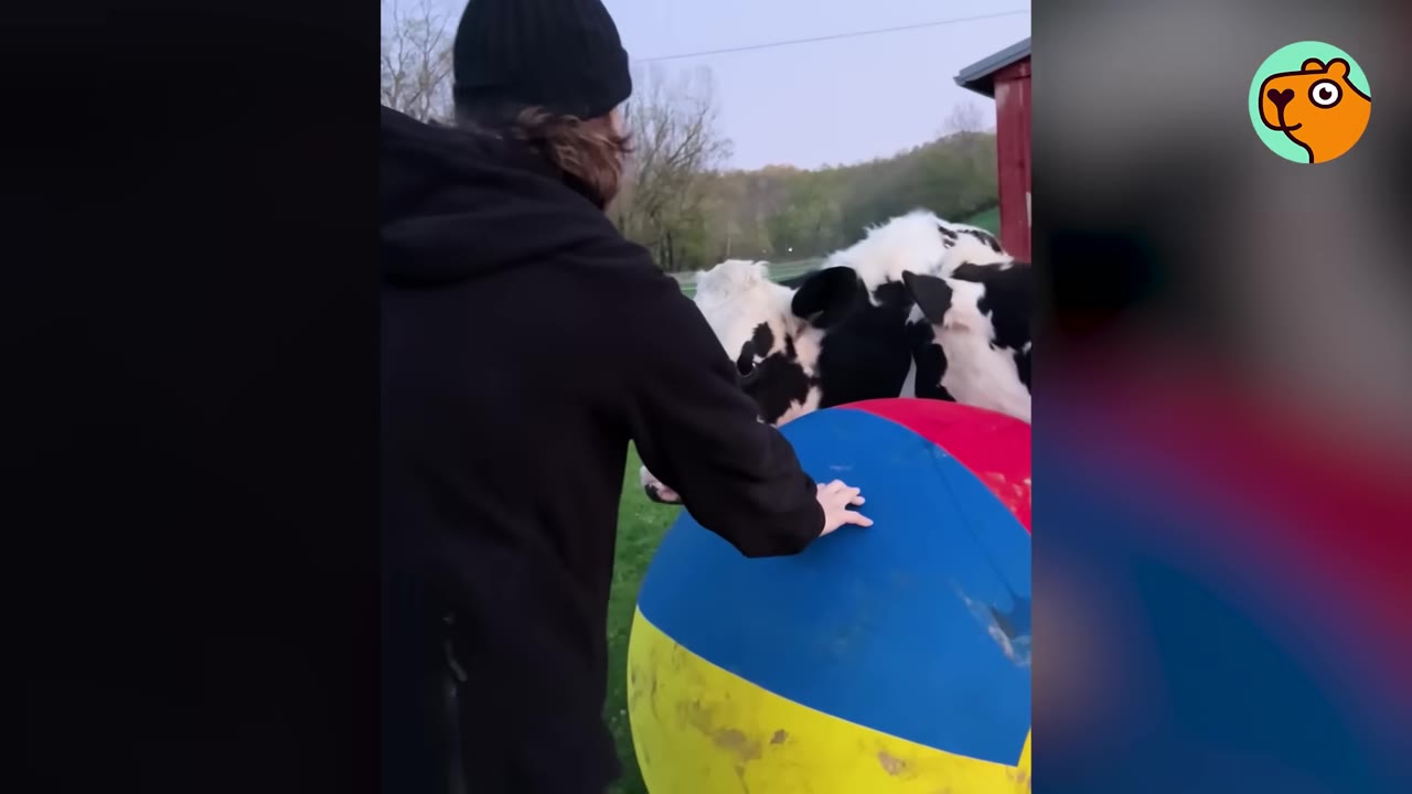 A caretaker in a black jacket and beanie stands next to a large blue, yellow, and red ball, with two black-and-white cows standing close together behind it.