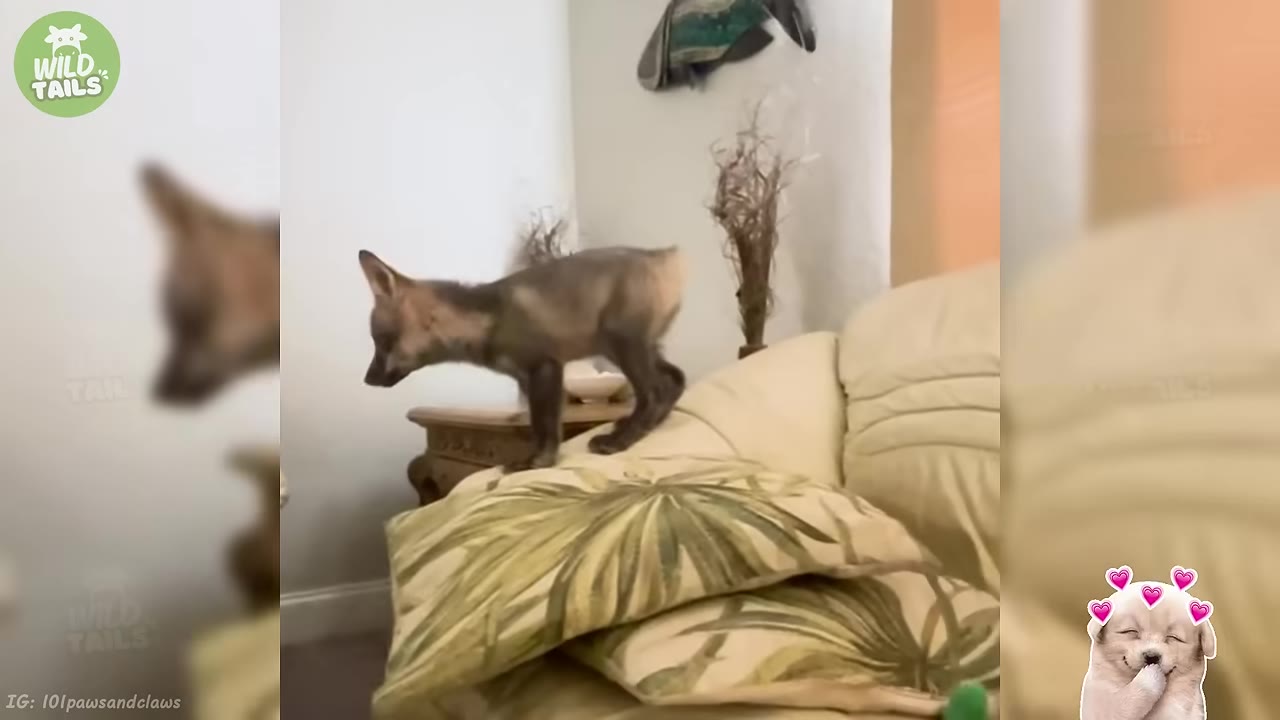 A young fox standing on the back of a beige sofa in a living room, looking around.