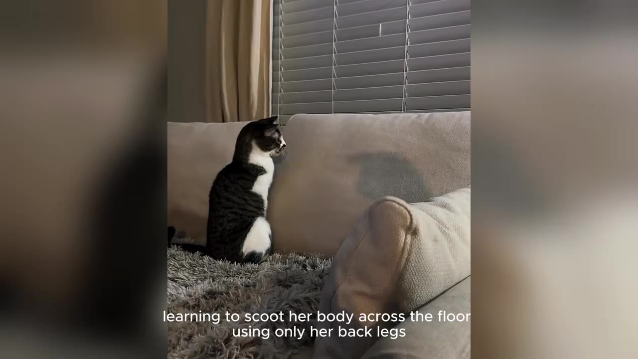 A black and white tabby cat sitting upright on a fluffy grey rug next to a beige couch, using its hind legs to balance.