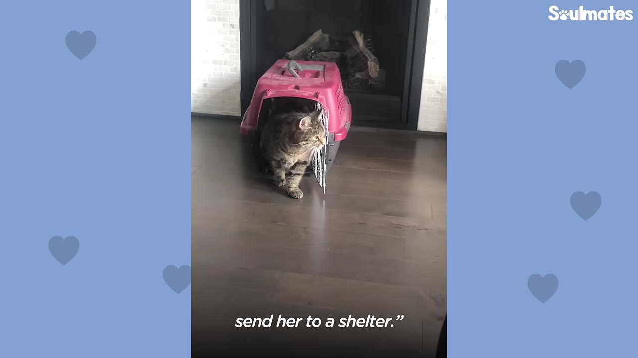 A tabby cat stepping out of a pink plastic pet carrier onto a dark wood floor.