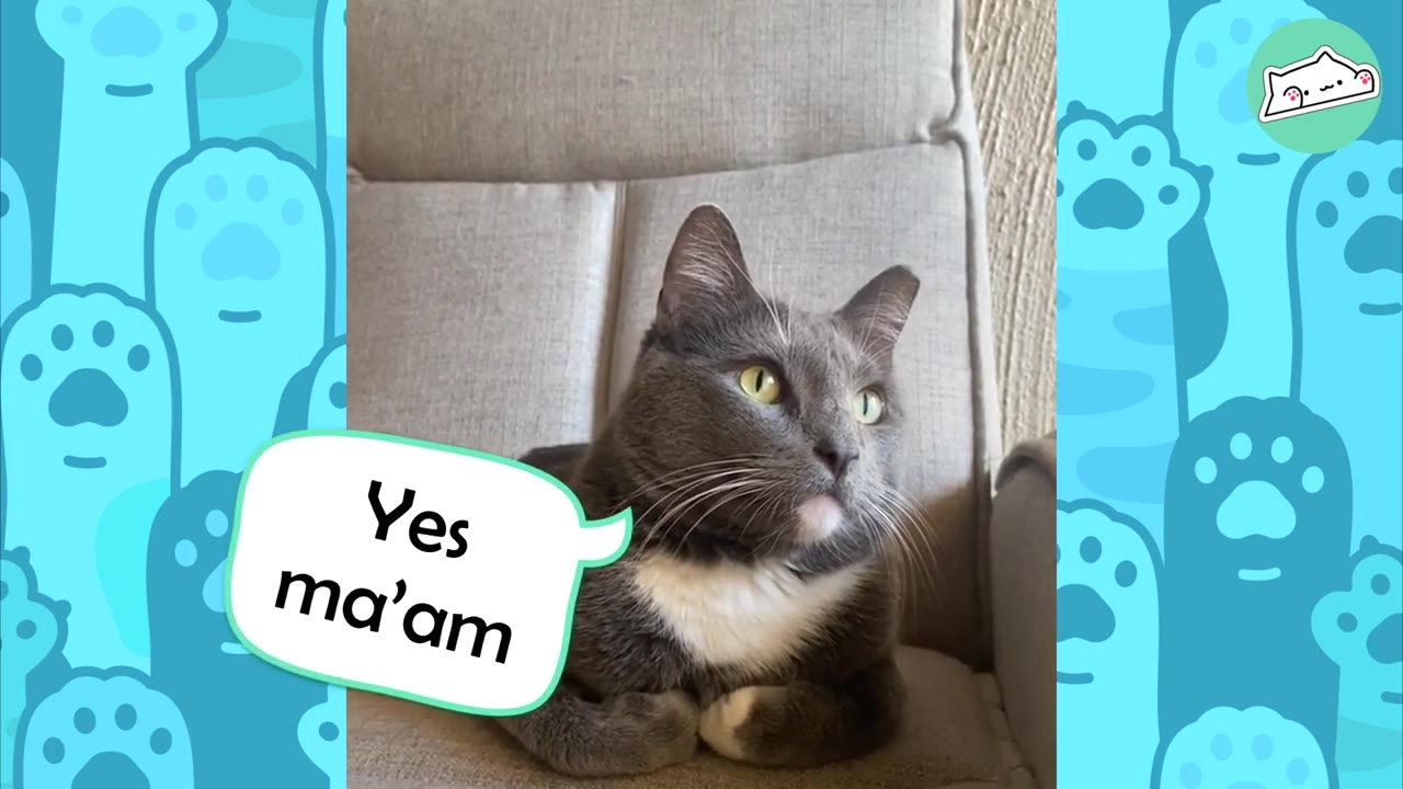 A grey and white cat sitting upright on a grey chair, looking alertly to the side.