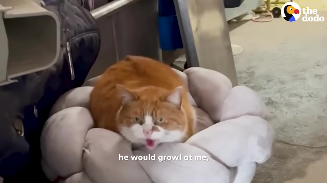 An orange and white cat sits in a plush grey pet bed, looking forward with its mouth open as if growling or hissing.