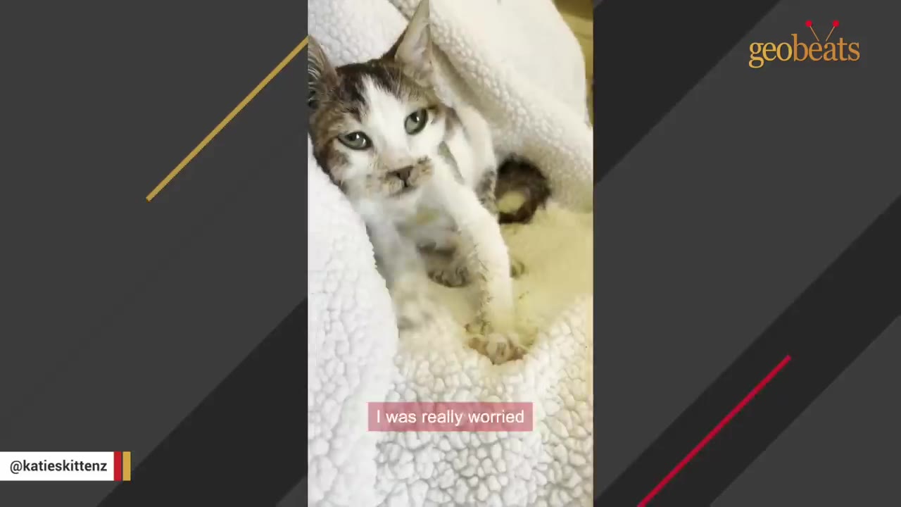A small, fragile-looking brown and white kitten wrapped in a fluffy white blanket, looking weakly towards the camera.