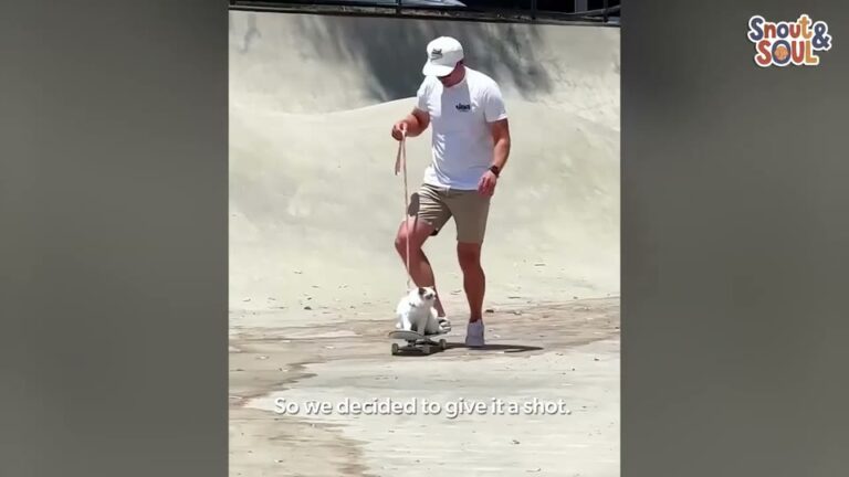 California Man Wasn’t A Cat Person Until A Tiny Kitten Found His Old Skateboard