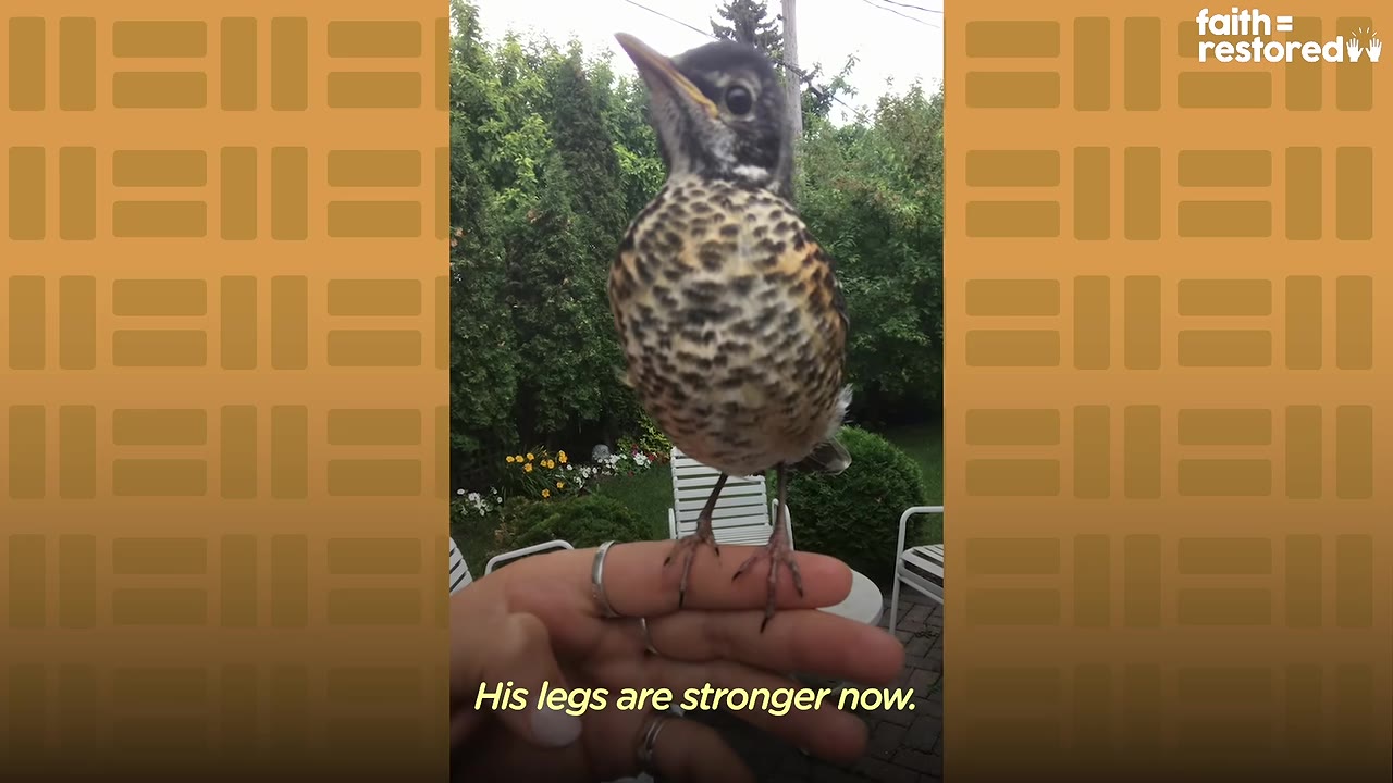 A young robin with speckled feathers stands upright on a person's hand in an outdoor garden setting.