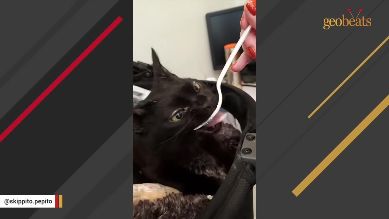 A black cat licks food from a white plastic spoon held by a person with red fingernails.