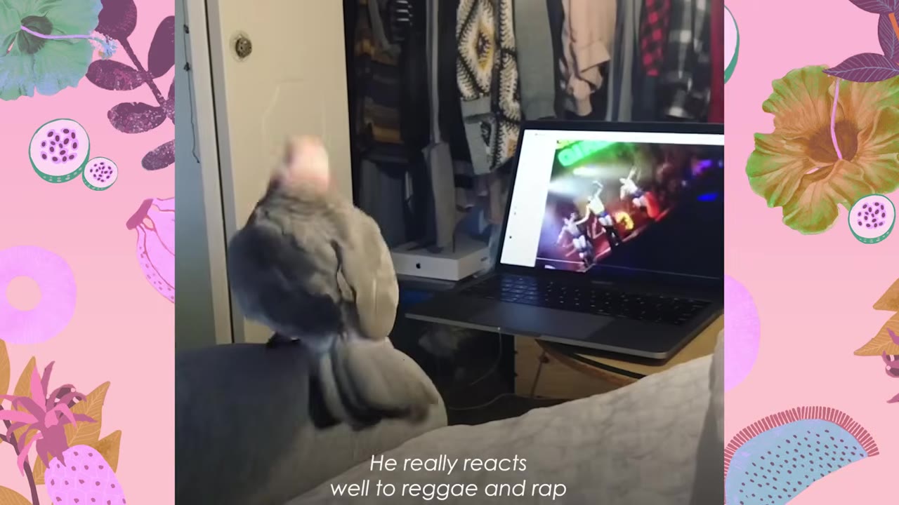 A pink and grey galah cockatoo perched on a cushion, looking at a laptop screen displaying a music video.