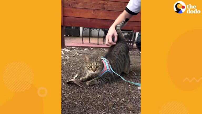 Texas Dog Lover Was Afraid Of His Girlfriend’s Cat, But A Quirky Stray Changed His Heart Completely