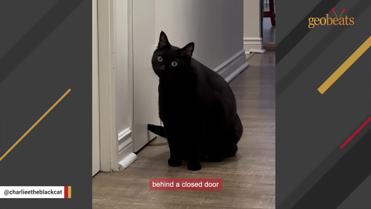 A black cat with wide, expressive green eyes sits on a wooden floor in a hallway, looking directly at the camera.