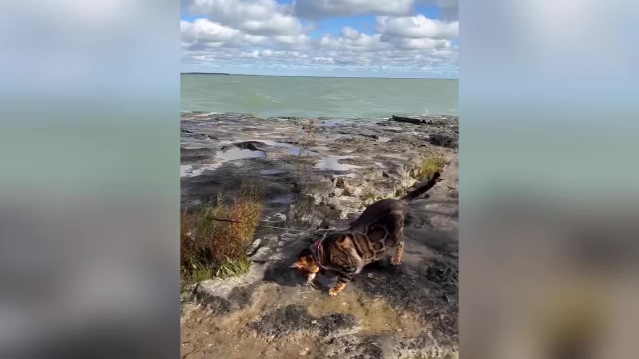 A Bengal cat with a spotted coat walks on a rocky shoreline near the water under a cloudy sky.