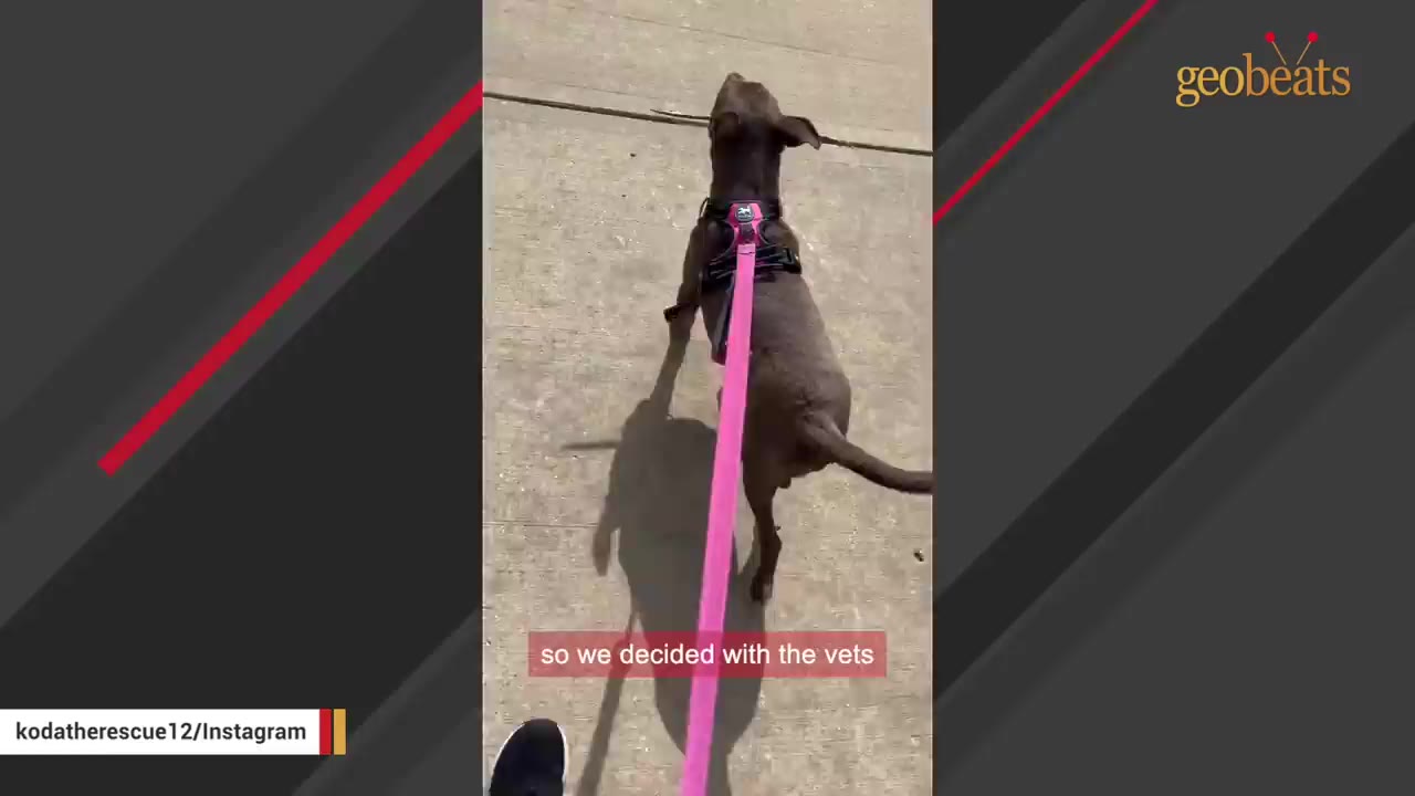 A brown dog wearing a pink harness is being walked on a leash on a concrete sidewalk.