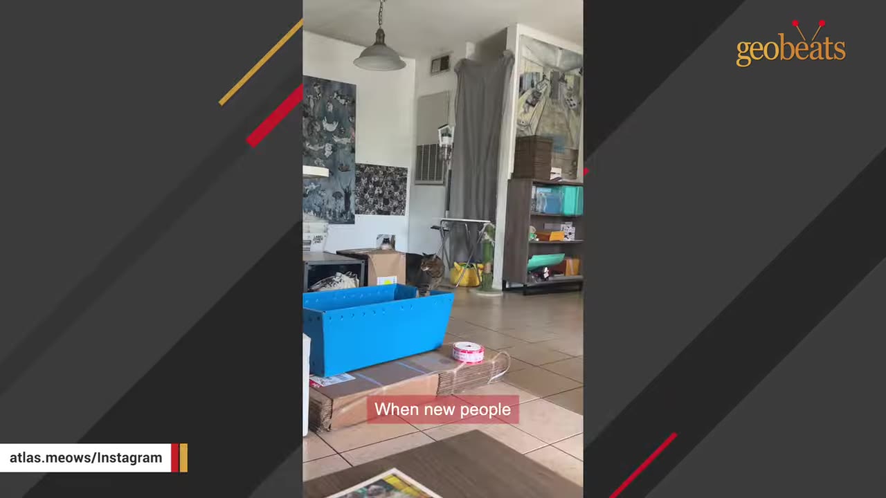 A tabby cat peeking out cautiously from behind a cardboard box in a living room.