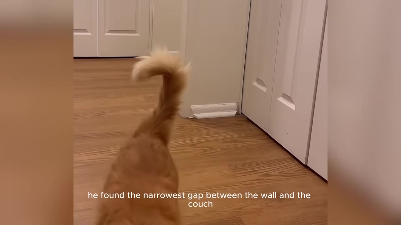 An orange cat's back and fluffy tail as it walks low to the ground on a wooden floor towards a narrow gap.