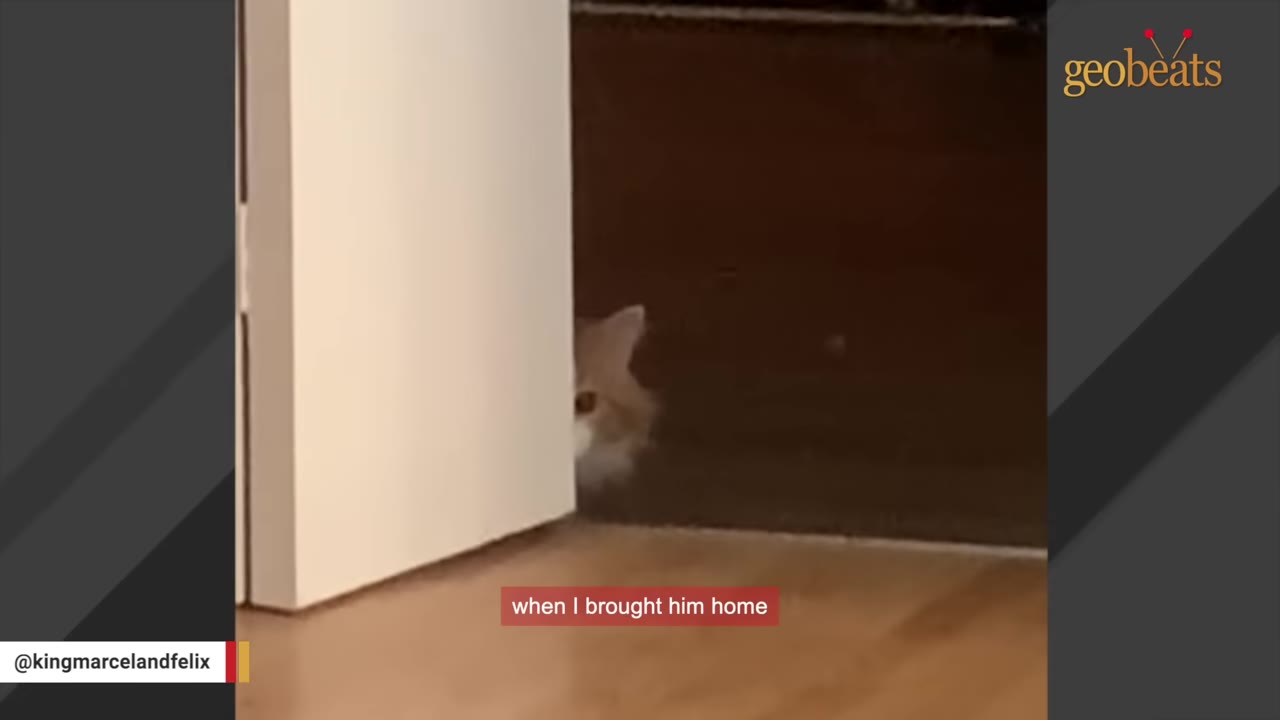 A fluffy orange and white cat peeks out cautiously from behind a white wall into a dark room.