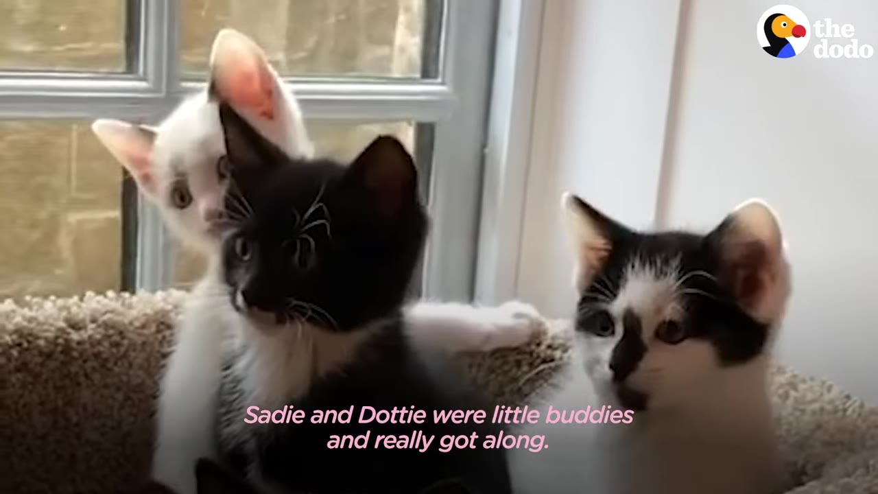 Three small kittens sitting together near a window, with text overlay reading 'Sadie and Dottie were little buddies and really got along.'