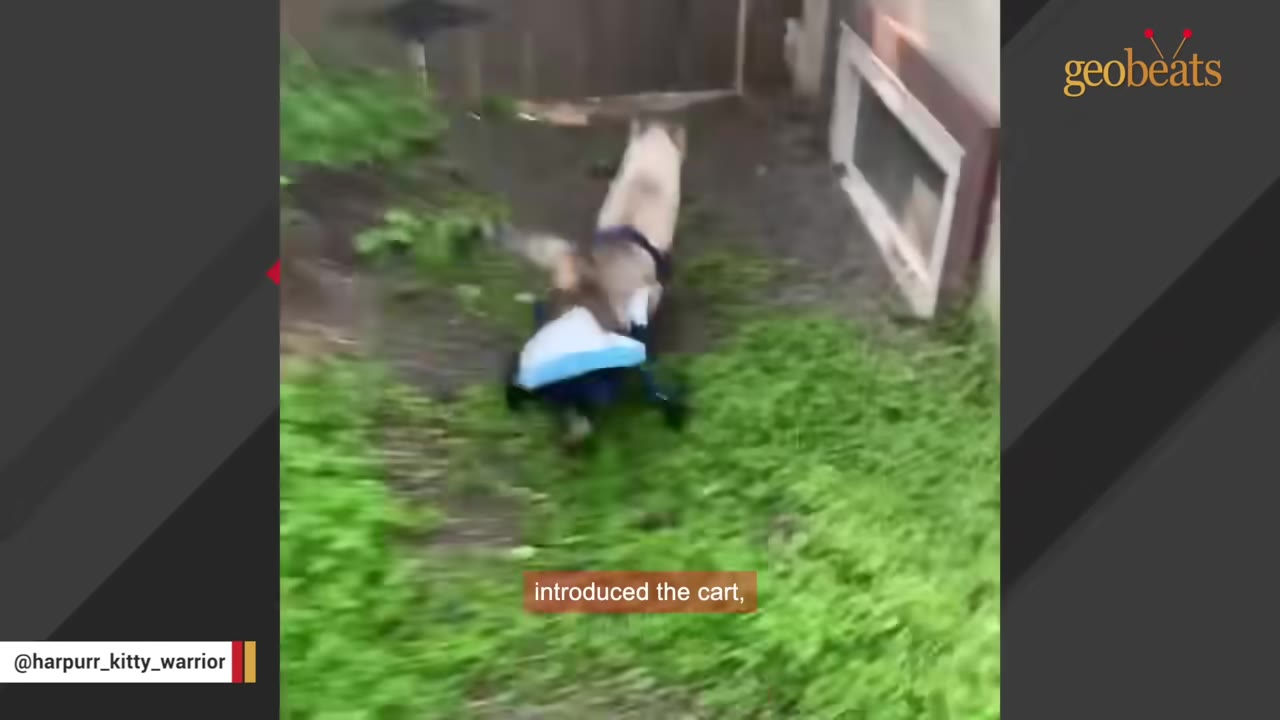 A Siamese cat using a blue and white wheeled mobility cart to walk on a grassy path outside next to a house.