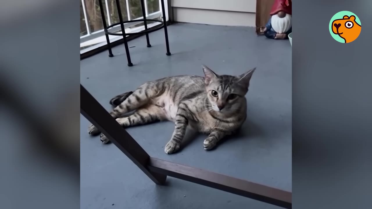 A grey tabby cat lies on a grey porch floor near a small garden gnome.