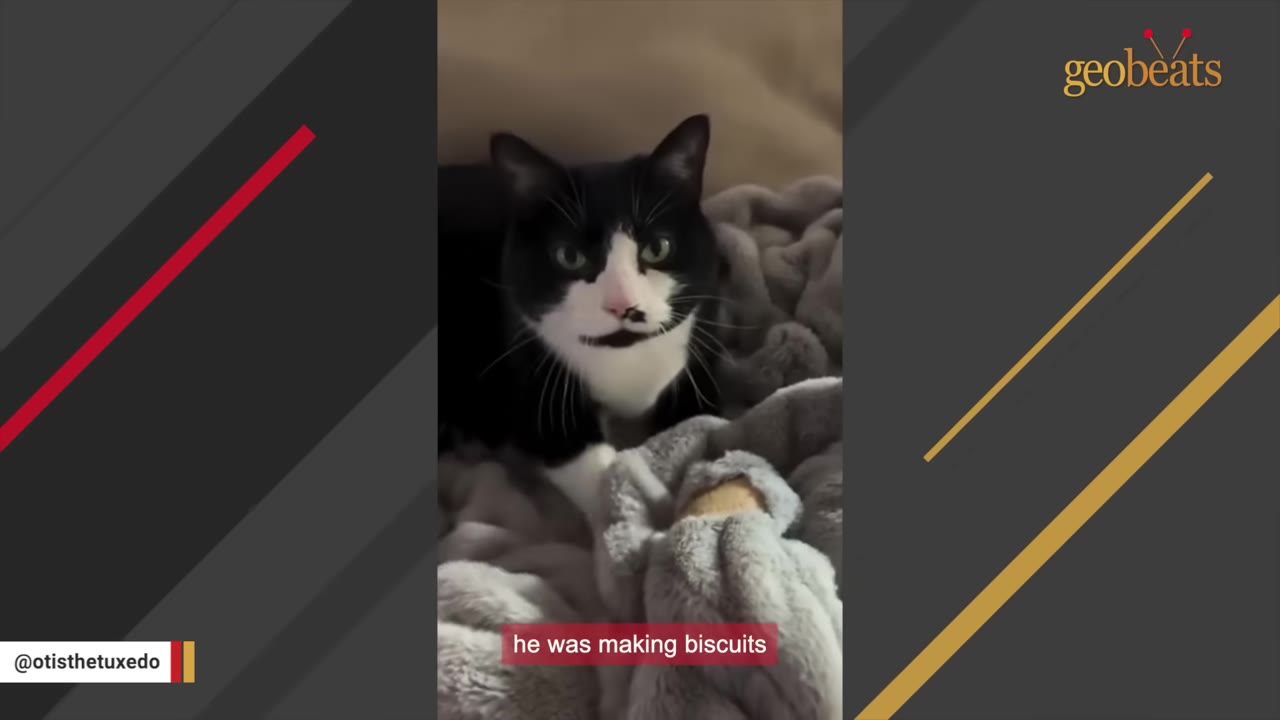 A black and white tuxedo cat sitting comfortably on a plush grey blanket, looking directly at the camera.