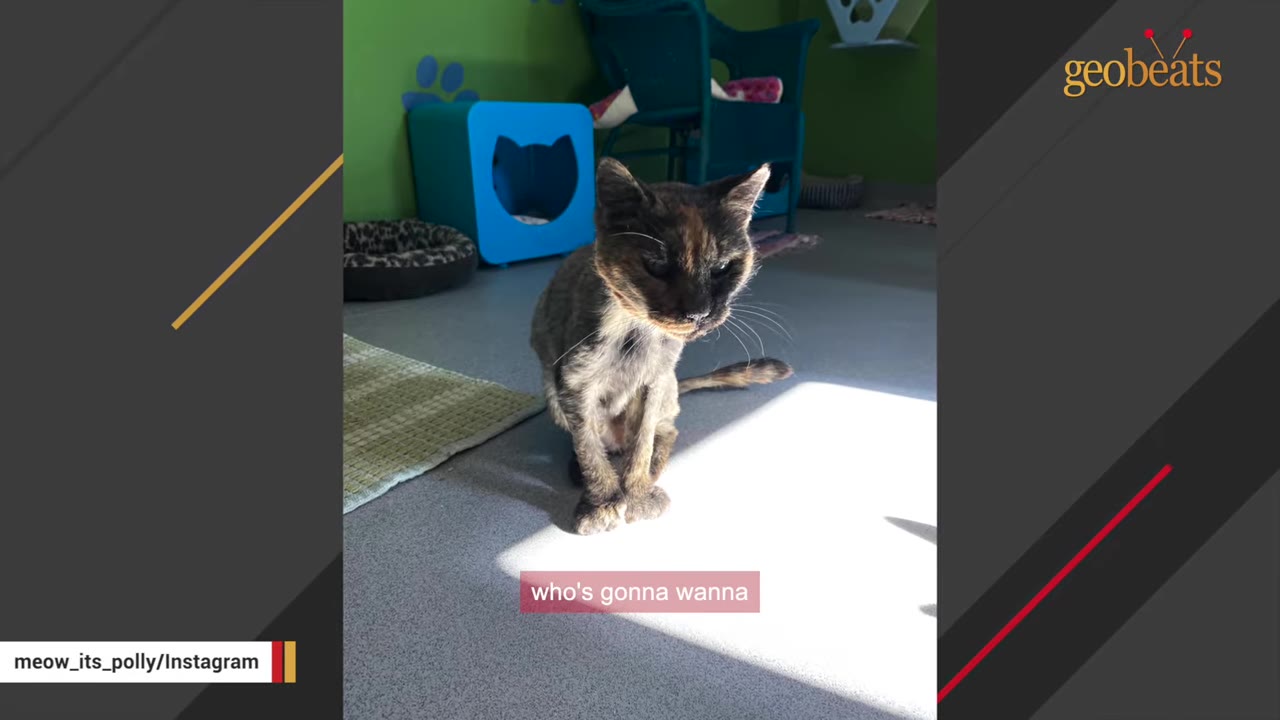 An older, thin tortoiseshell cat sitting on the floor of a shelter room with a blue cat house in the background.