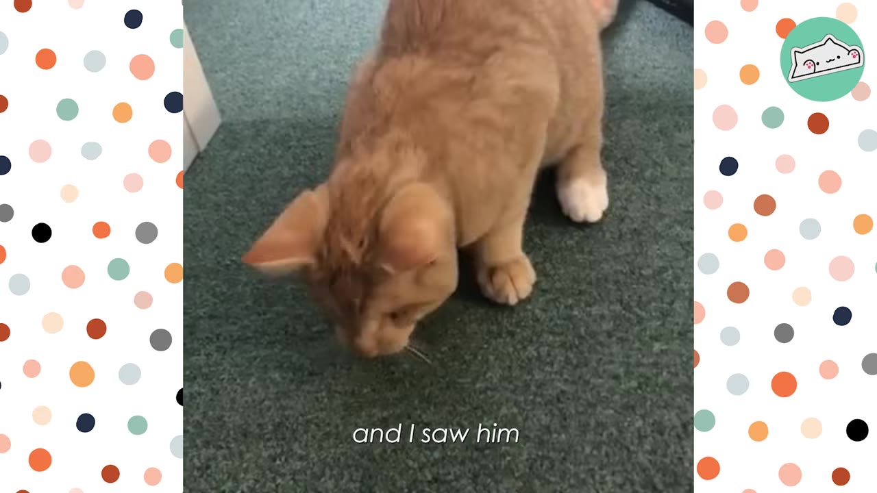 An orange kitten standing on a green carpet, looking down, with the text 'and I saw him' displayed at the bottom.