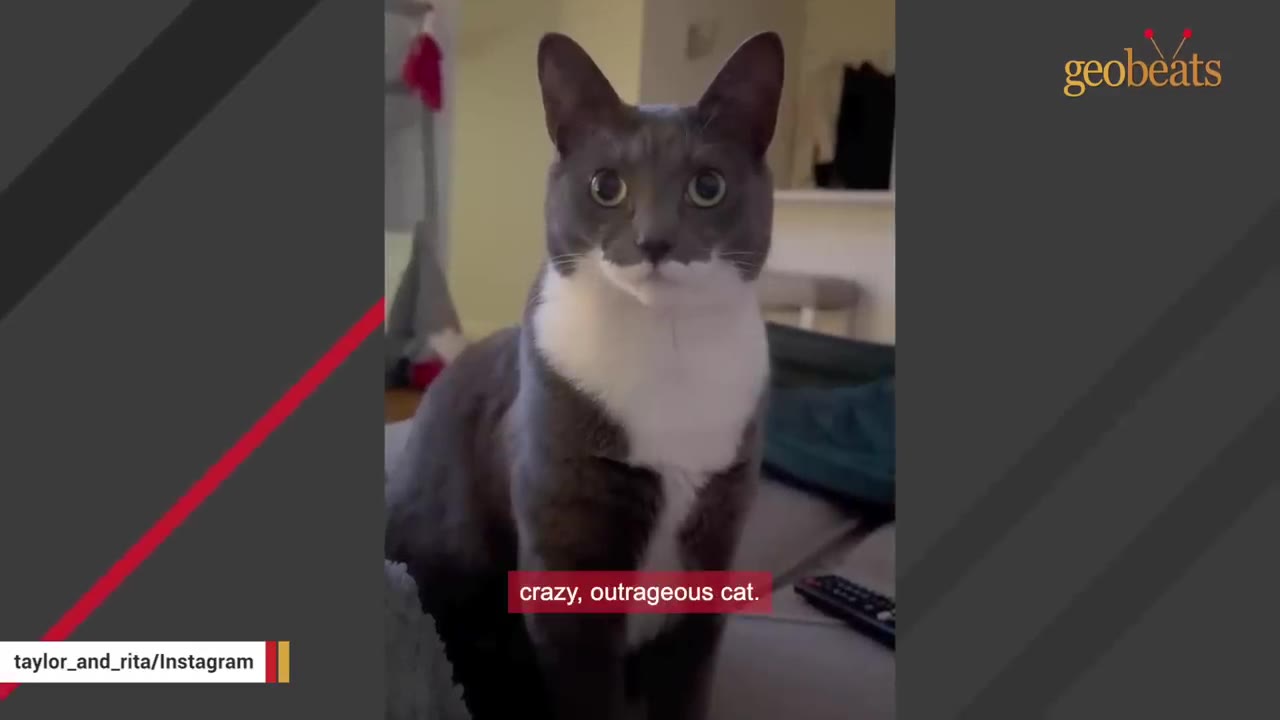 A grey and white cat with wide eyes sits upright, looking directly at the camera.