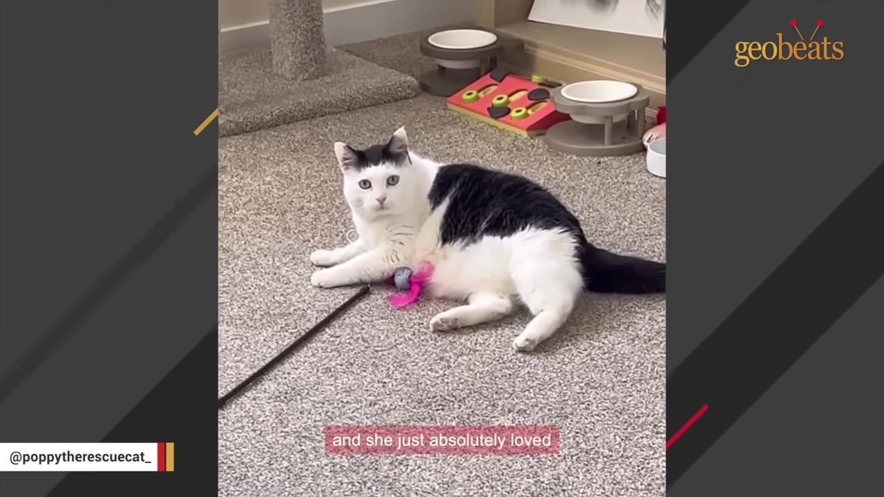 A black and white cat lies comfortably on a carpeted floor next to a toy wand, looking directly at the camera.