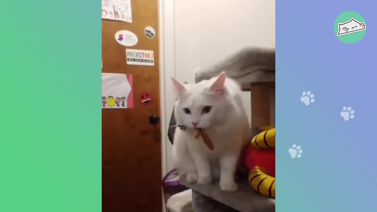 A fluffy white cat sits comfortably on a grey cat tree platform, looking directly at the camera with a small toy in its mouth.