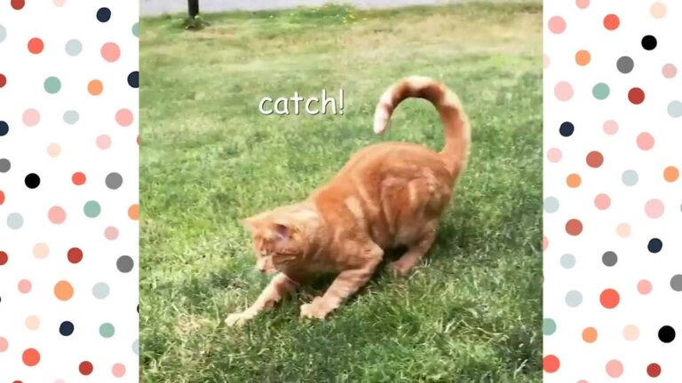 California Family Took In A Blind Shelter Kitten, And His Fearless Spirit Left Them Amazed