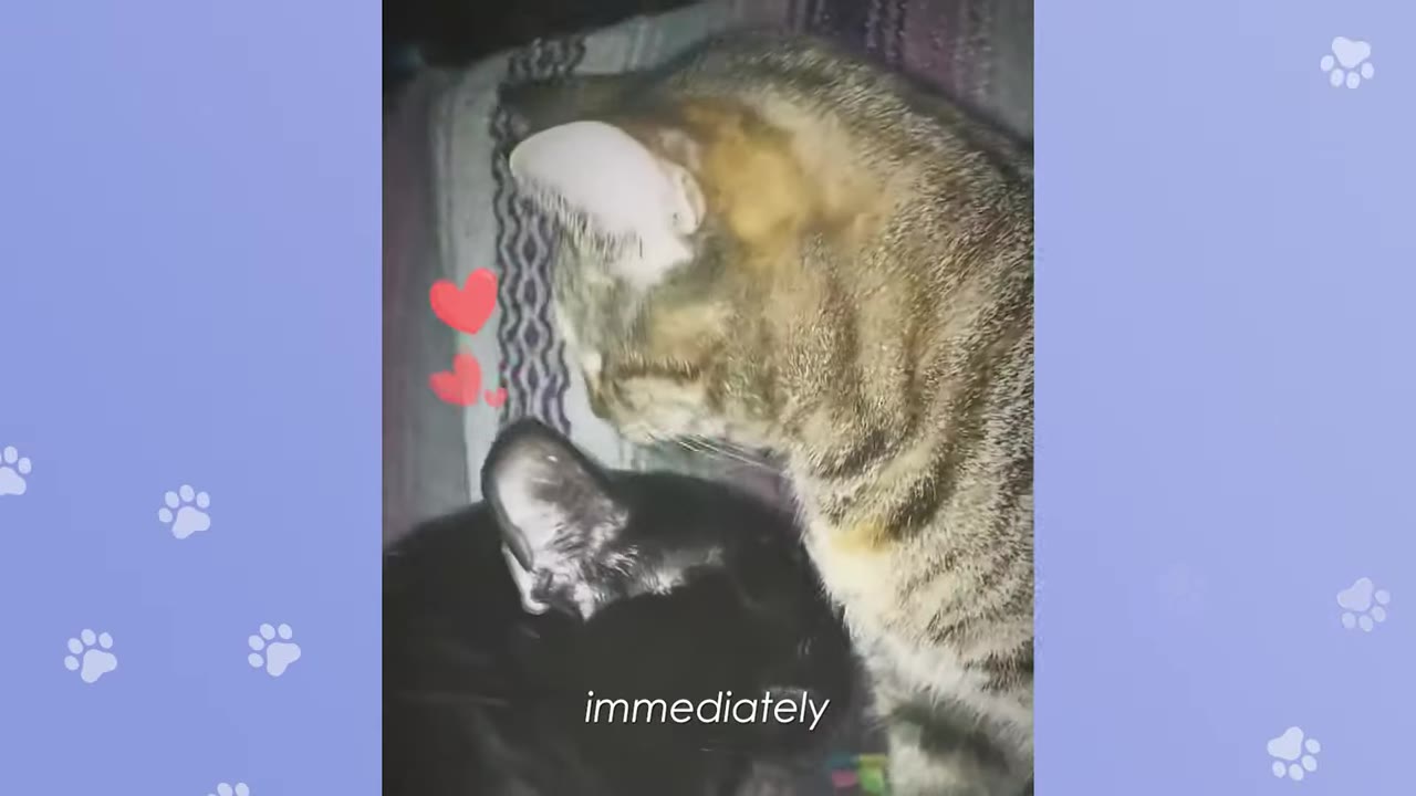 A close-up of a tabby cat gently nuzzling a black cat, with small red heart graphics edited near their heads.