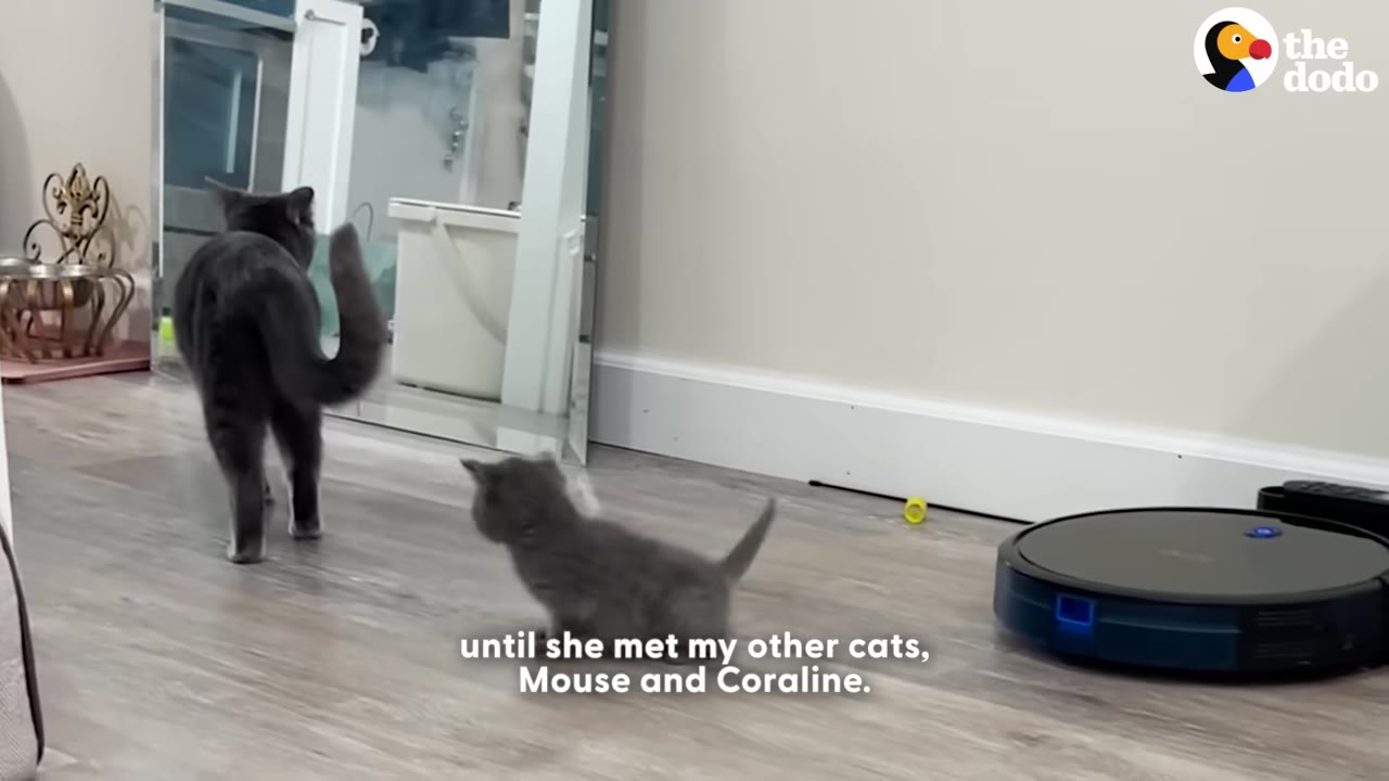 A small grey kitten follows a larger grey cat across a wooden floor, with a robotic vacuum cleaner visible on the right.