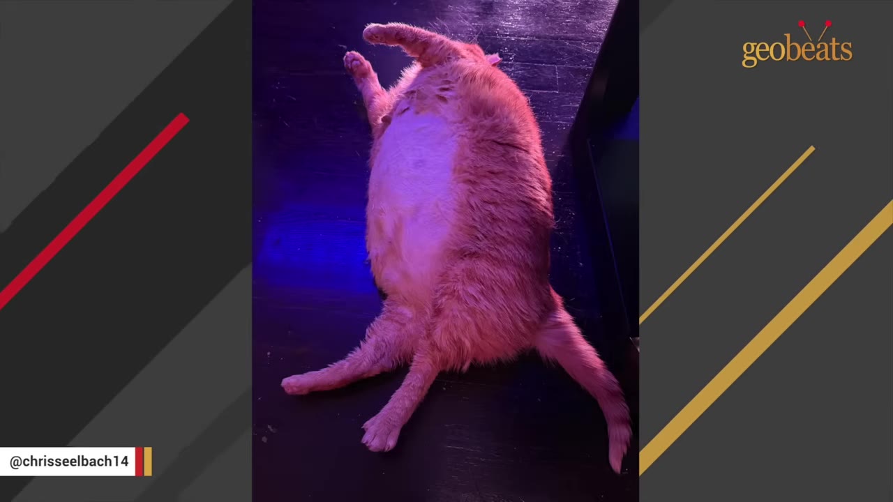 An overhead shot of a very large, round orange cat lying on its back on a dark floor, showcasing its large belly.