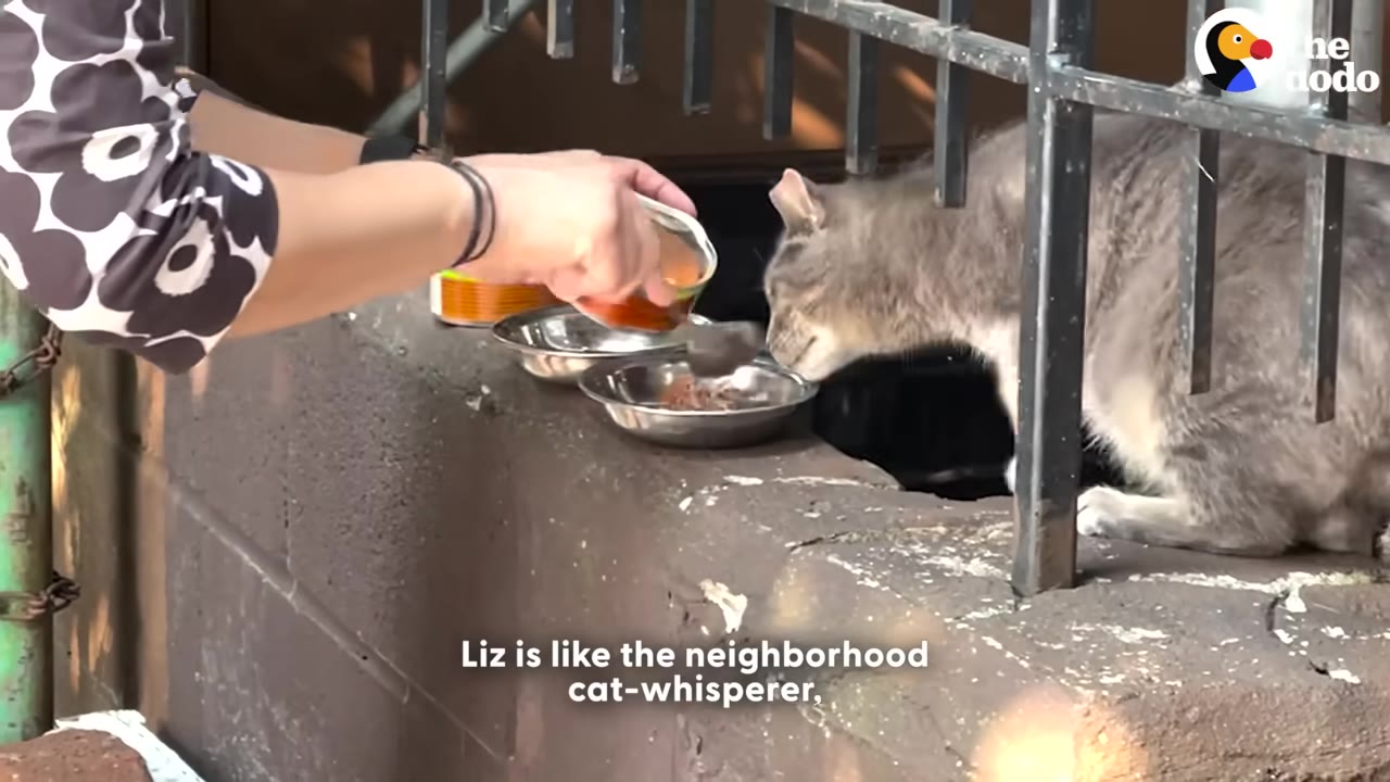 A close-up of a person's hands pouring wet cat food from a can into a metal bowl for a grey cat behind a metal fence.