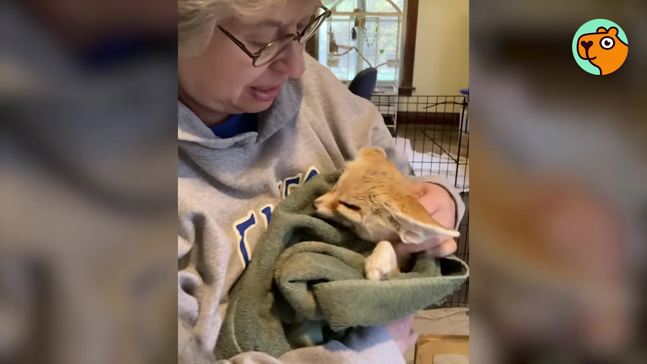 A woman wearing glasses and a grey sweatshirt cradles a small fennec fox wrapped in a green towel.