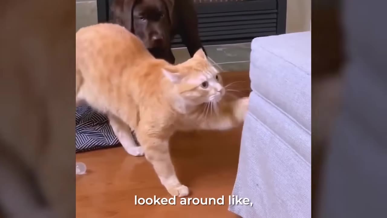 An orange tabby cat confidently strides forward on a wooden floor next to a grey sofa, with a dark brown dog watching from behind.