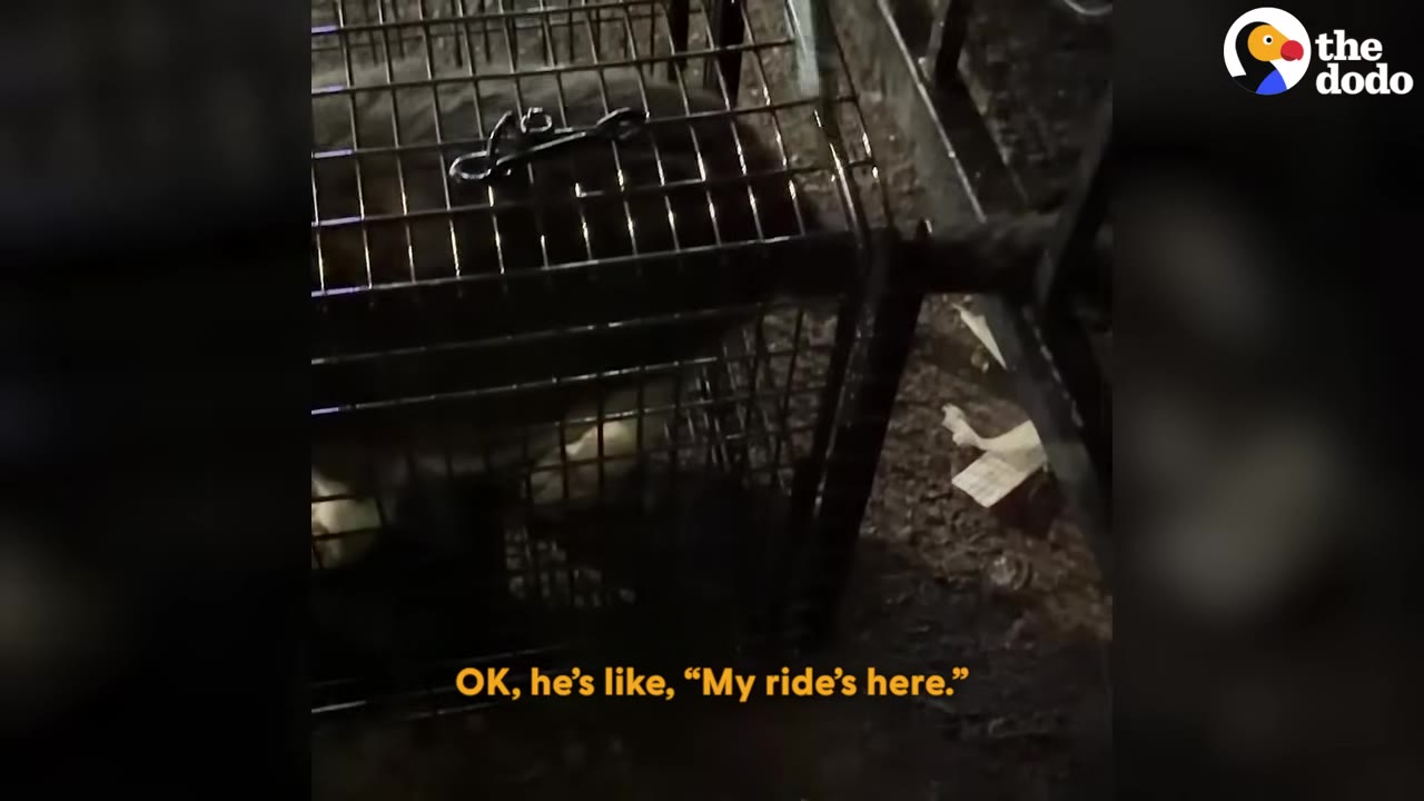 An animal is visible inside a metal cage trap at night, with the subtitle 'OK, he's like, "My ride's here."'