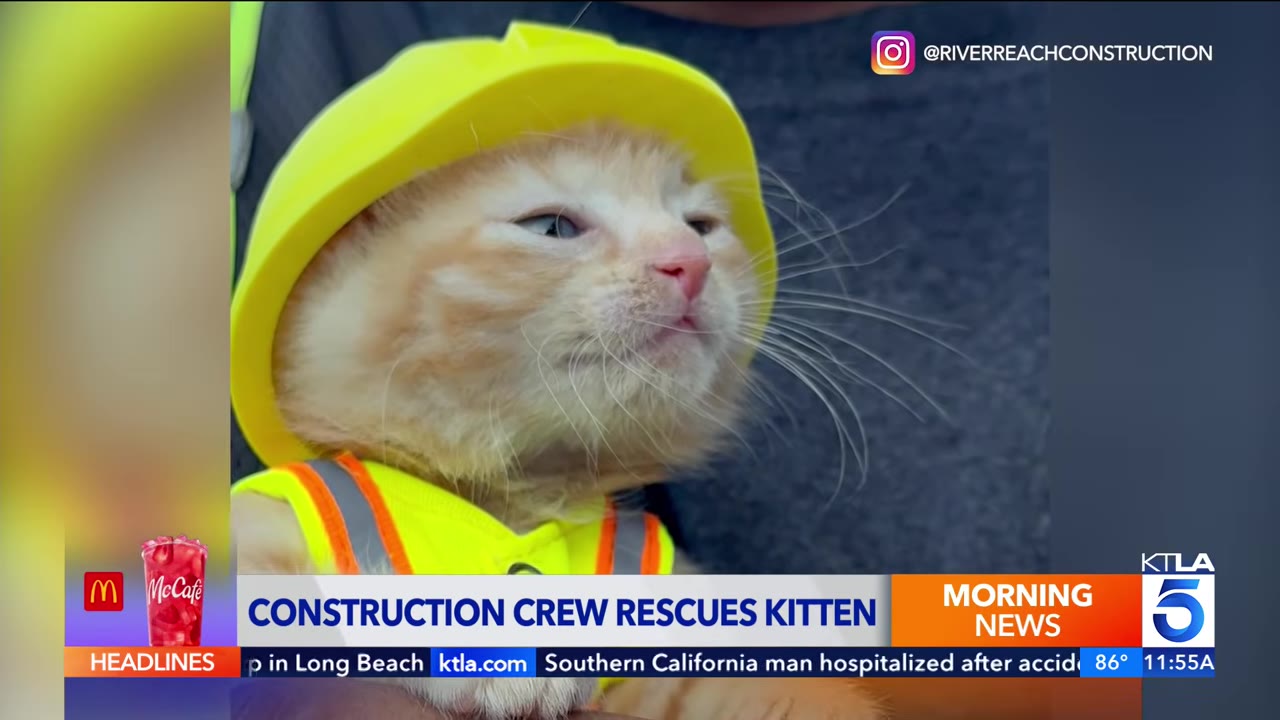 A close-up of a tiny orange kitten wearing a miniature yellow hard hat and a safety vest.