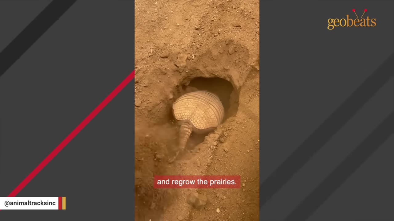 A yellow armadillo digging a deep hole in the sandy dirt, showing its armored back and tail as it burrows.