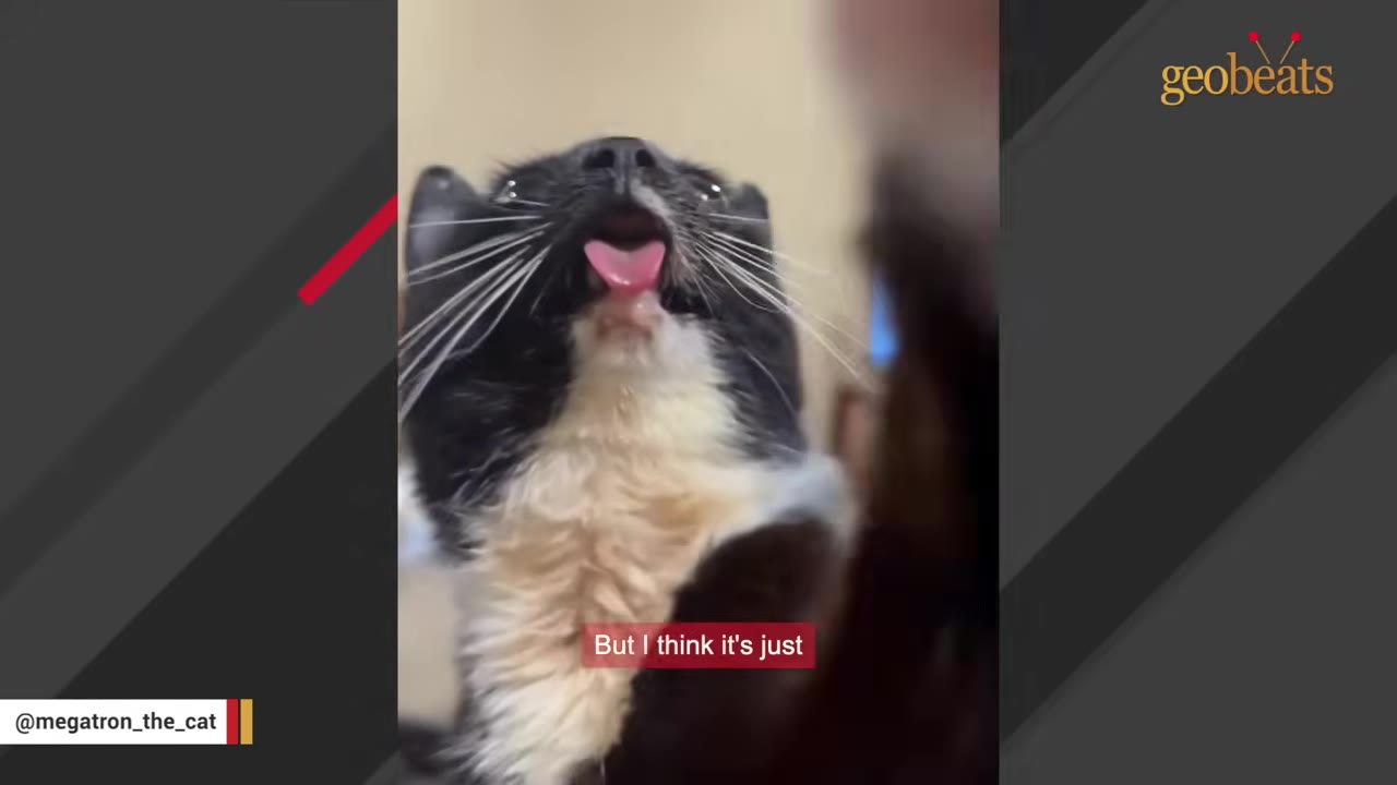 A close-up of a black and white cat with a small lower jaw and its pink tongue sticking out.
