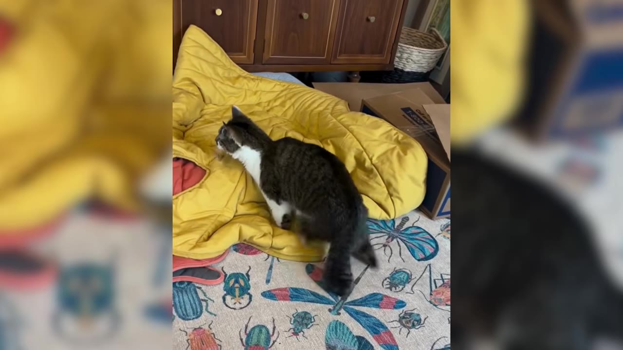 A tabby and white cat with shortened limbs stands on a yellow blanket and a patterned rug with insect designs.